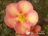 Sidabražolė krūminė 'Glamour Girl' (lot. Potentilla fruticosa) Sidabražolė krūminė 'Glamour Girl' (lot. Potentilla fruticosa)